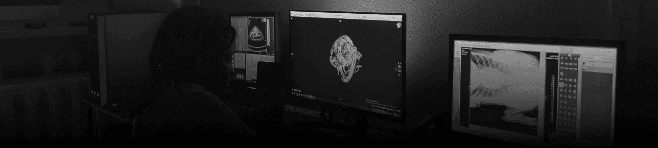 Experience Radiology Copilot with